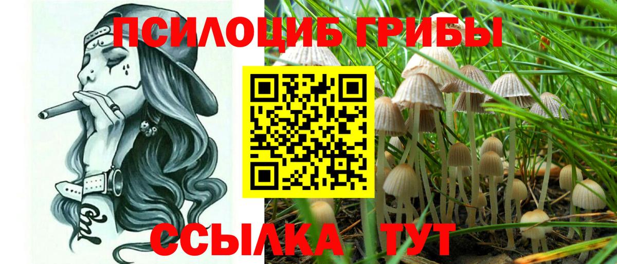 где найти наркотики  Вход с VPN  Новозыбков  Псилоцибиновые грибы прущие грибы  Псилоцибиновые грибы мицелий 